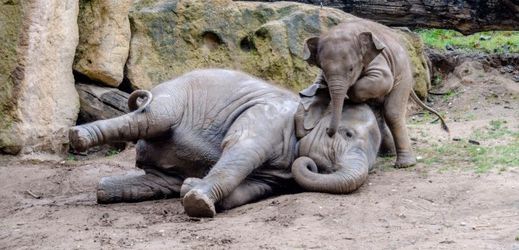 Na snímku vpravo malý slon Max, který se v pražské zoo narodil počátkem dubna.