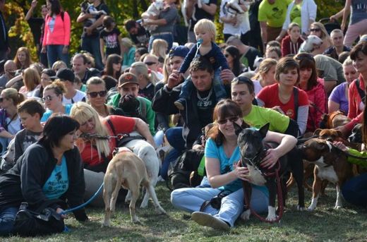 V rámci Festivalu zvířat bude také probíhat pokus o rekord - největší sraz psů bull plemene v ČR.
