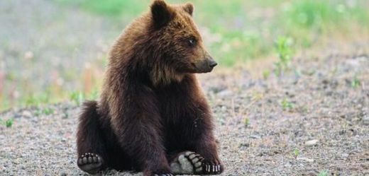 Desítky hnědých medvědů slouží v Albánii k pobavení turistů.