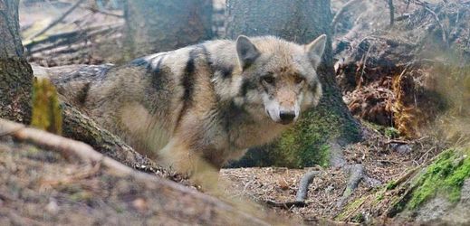 Vlci se v Krkonoších objevují zřejmě z Německa či Polska (ilustrační foto).
