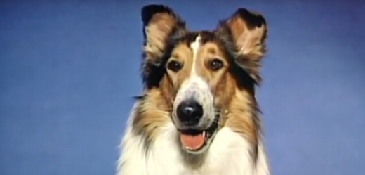 Filmová Lassie.