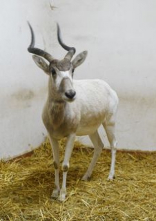 Adax núbijský patří mezi kriticky ohrožené druhy antilop.