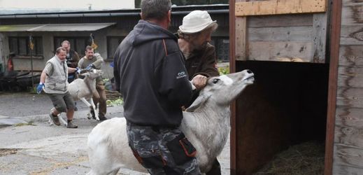 Antilopy najdou nový domov v maďarské zoologické zahradě v Sóto.