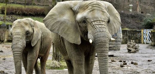 Ošetřovatelé připravovali slonice k tomuto zákroku dva roky.