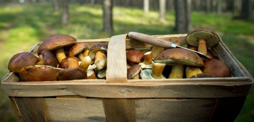 Houbaři by si o tomto víkendu neměli nechat ujít houbový festival v Řevnicích.