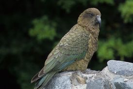 Horský papoušek nestor kea je nejinteligentnějším druhem papouška.