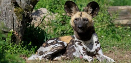Zoo Dvůr Králové chce obnovit chov kriticky ohrožených psů hyenových.