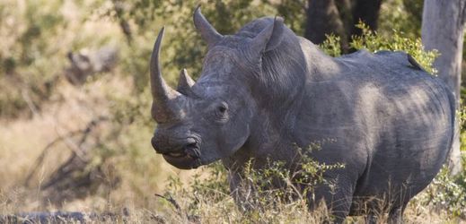 Lovci mají políčeno na nosorožce (ilustrační foto).