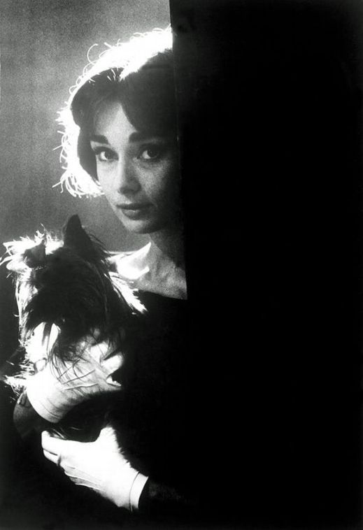V roce 1957 vyfotografoval Sam Shaw v Paříži herečku Audrey Hepburnovou s jejím psem Panem Slavným.