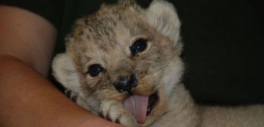 V plzeňské zoo se před měsícem narodila mládě lva berberského.