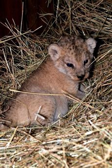 Samička lva berberského je letošním nejvzácnějším mládětem zoo.