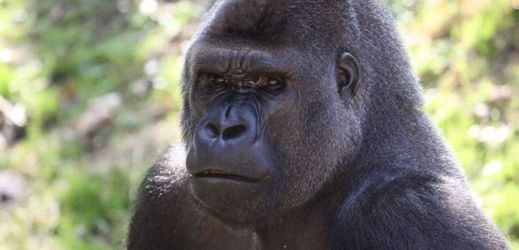 Gorila nížinná (ilustrační foto).