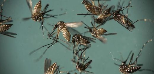 Komáři přenášející vir zika.