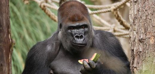 Gorilí samec Kumbuka.