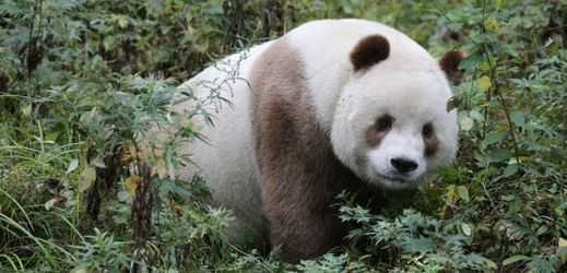 Pandí samička Ťia-ťia se narodila v roce 1978.