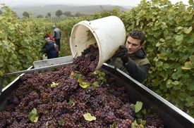 První hrozny vinaři tradičně zpracovávají na Svatomartinské víno.