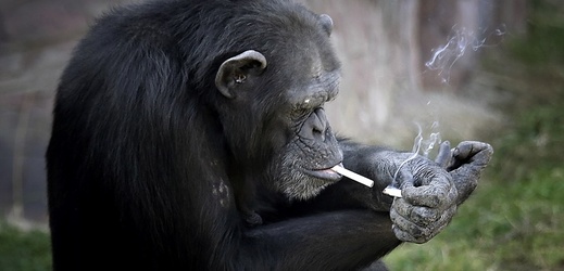 Šimpanz podle pracovníků zoo vykouří asi krabičku cigaret za den.