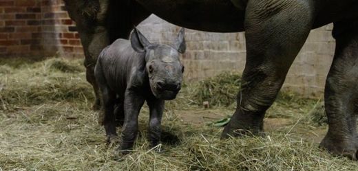 Samička nosorožce dvourohého.