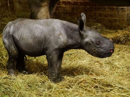Samička je 44. nosorožcem dvourohým, který se ve dvorské zoo narodil.