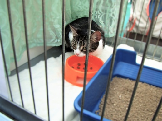 V Botanické zahradě Přírodovědecké fakulty UK v Praze se koná 18. ročník umisťovací výstavy koček bez domova.