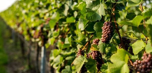 Více než polovina vinic v Jihomoravském kraji je stará zhruba 10 až 29 let.