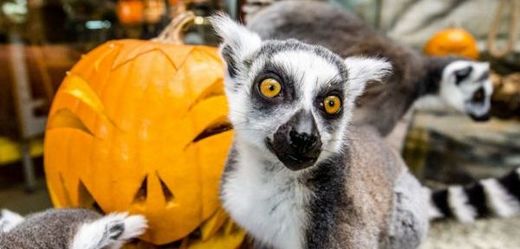 Lemuři v zoo ve Dvoře Králové nad Labem si pochutnávali na dýních s rozinkami, které jim připravili jejich ošetřovatelé v rámci akce Týden duchů inspirované anglosaskou halloweenskou tradicí.