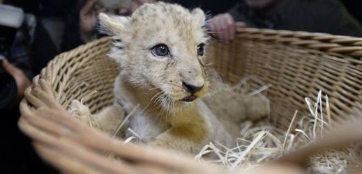 Dvouměsíční samička lva berberského dostala jméno Amira.