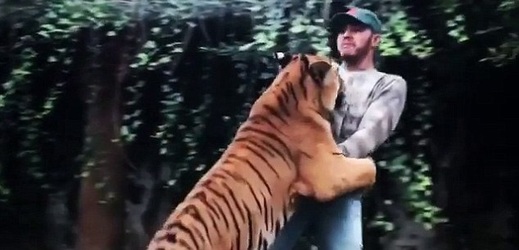 Hamilton překvapený z tygřího objetí.