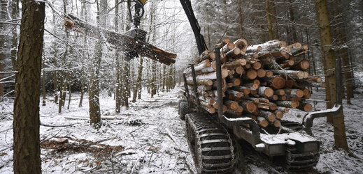 Těžba dřeva s pomocí harvestoru. Lesy ČR vlastní polovinu lesů v zemi.