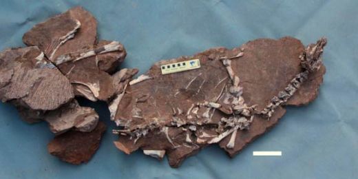 Dělníci objevili 60 milionů let starou zkamenělinu dosud neznámého dinosaura.