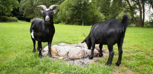 Karvinský park získal kozy kamerunské z ostravské zoo (ilustrační foto).