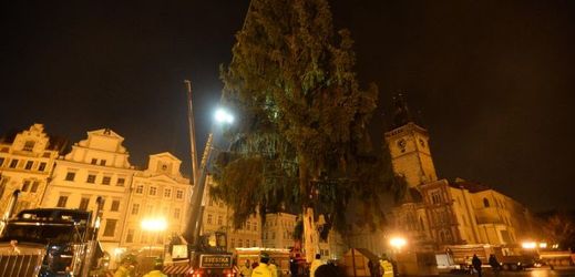 Stavění stromu na Staroměstském náměstí.