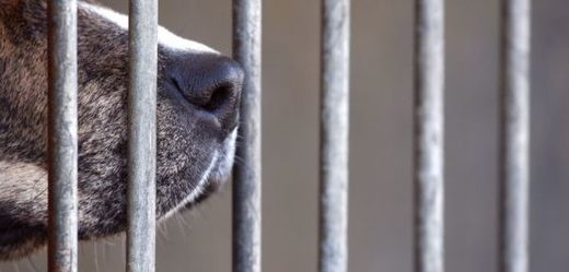 O psy se starají vězni ve skromném útulku.