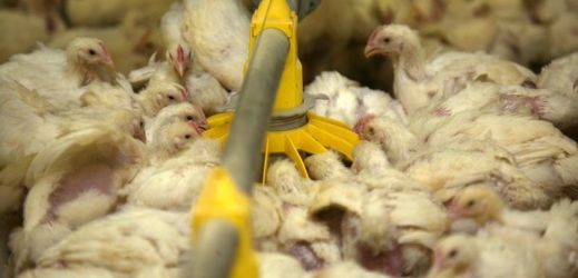 Více než 100 tisíc kuřat bylo v Německu utraceno kvůli nákaze ptačí chřipkou.