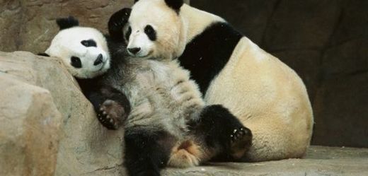 Panda velká.