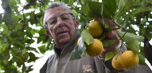 Pěstitel každoročně sklidí 200 kilogramů různých druhů citrusů.