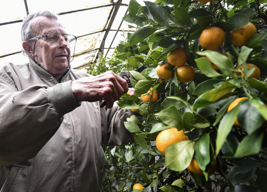 Holčapek dříve pěstoval až 180 odrůd citrusů, dnes jich má o něco méně.