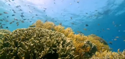Velký korálový útes v Austrálii. 