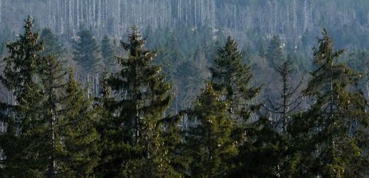 Lesy ČR přispějí do rozpočtu 5,6 miliardy, vláda souhlasí (ilustrační foto).