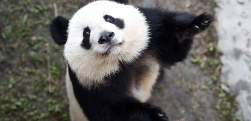Americkým pandám se v Číně moc nelíbí.