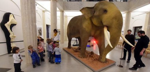Ve Slezském muzeu v Opavě byl dokončen a instalován jedinečný preparát slona indického.