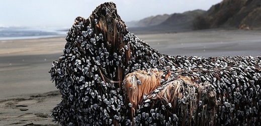 Záhadný obří objekt, který vyplavilo moře na pláž Muriwar nedaleko  Aucklandu.