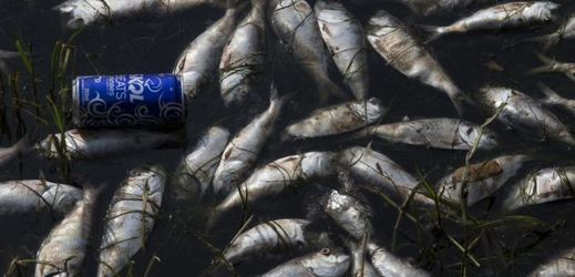 V brazilské řece Ipiranga uhynuly tisíce ryb (ilustrační foto).