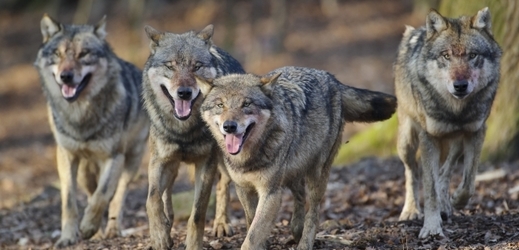 Velký zájem je o vzdělávací programy zaměřené na vlky, kteří se v CHKO rozmnožili.