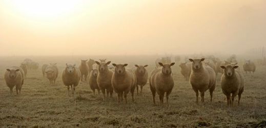 Ovce v poli v Yorku, Severní Yorkshire