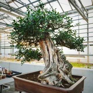 Jde nejspíš o nejstarší bonsaj v republice.