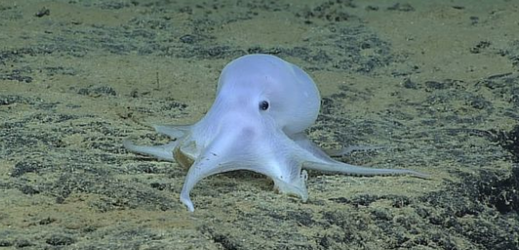 Chobotnice přezdívaná "duch" objevená roku 2015 v Tichém oceánu.