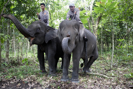 Střety mezi slony a lidmi jsou na Sumatře stále častější.