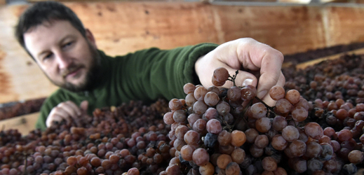 S lisováním pěti tun hroznů odrůdy Pálava, které vysychají na speciálním rohožích, počítají v Sonberku na počátek února.