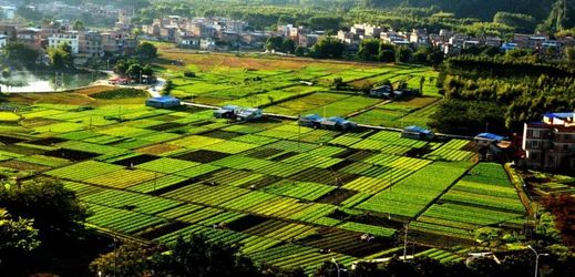 Rýžová pole v Číně.